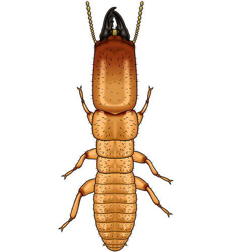 Kalotermes flavicollis​ termita