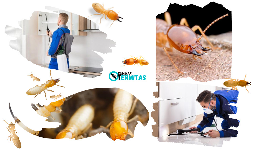 Eliminar termitas en Atzeneta del Maestrat