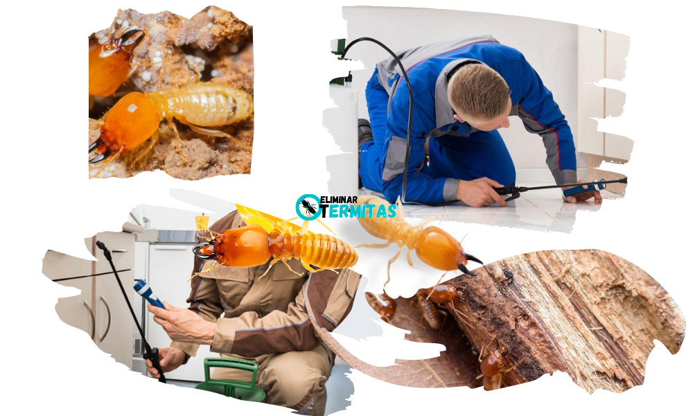 Eliminar termitas en Abanto y Ciérvana-Abanto Zierbena